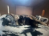 Kitten - Zürich