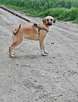 Abby, sucht ein Körbchen - Bonndorf (Schwarzwald)