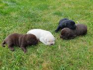 Süße reinrassige Labradorwelpen aus Liebhaberzucht suchen ein neues Zuhause - Hemhofen
