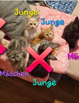 5 Maine Coon Kater und Katze - Rüsselsheim