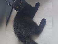Bkh kitten suchen ein Zuhause - Berlin Marzahn-Hellersdorf