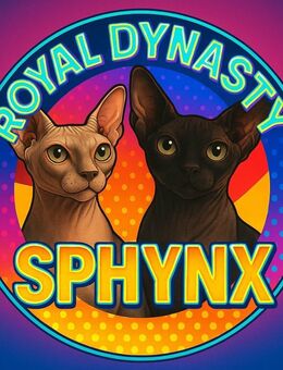 Sphynx Kitten mit Tasthaaren - Wangen (Allgäu)