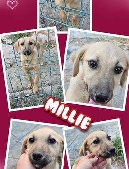 Süße Millie wartet auf Hoffnung! - Nürnberg