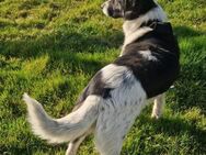 DONA - brav, verspielt und sozial - Overath