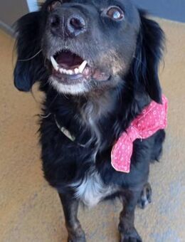 Sasha ist sehr lieb - Donaueschingen