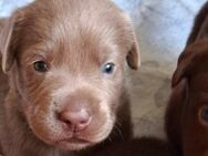 süße kleine Labrador Welpen - Altengottern