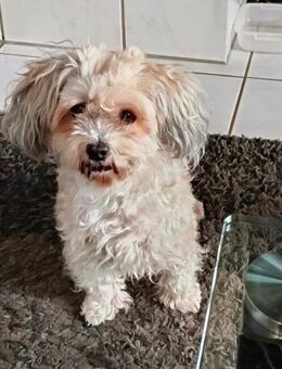 Liebevolle Havaneser Hündin Coco sucht ein neues Zuhause - Wörrstadt Wörrstadt