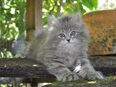 Typvolle Sibirische Kitten mit Stammbaum – geboren am 29. April 2025 🐾 Liebevoll aufgezogen, bestens sozialisiert und bereit für ihr Für-immer-Zuhause ab Ende Juni 🐾 in 73119