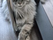 Maine coon's abzugeben - Mendig