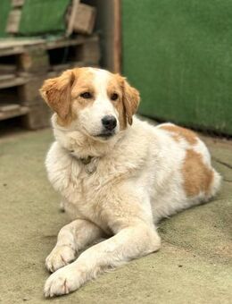 🥰FEYA 2 - GUCK MAL WIE TOLL ICH BIN!🥰 - Alfeld (Leine)