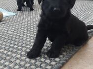 Labradoodle Welpen F1 - Arnsberg