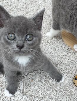 Süße BKH Kitten suchen ein liebevolles Zuhause! - Sittensen
