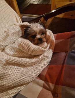 Deckrüde Biewer Yorkshire Terrier - Wertingen
