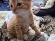 4 Kitten zu verkaufen - Laage Liessow