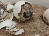 Griechische Landschildkröten mit Papieren aus Hobbyzucht in Berlin-Rudow abzugeben - Berlin Neukölln
