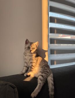 BKH Tabby - liebevolle Rassekatze abzugeben - Ibbenbüren