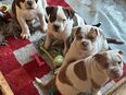 Old Englisch Bulldoggen in 57518