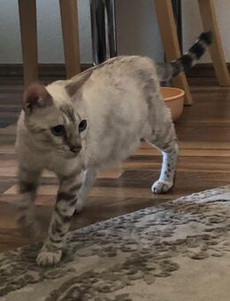 Bengal Mädchen 3 Jahre alt und oder Bengal Kater - Weiterstadt
