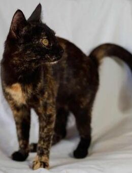 Gioia, verspieltes Schmusepfötchen, 6M - Vaterstetten