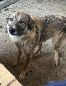 Amira, 3 Jahre, Zuhause gesucht - Schwalmtal (Nordrhein-Westfalen)