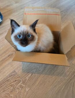 Ragdoll Katze - Hamburg Bergedorf