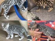 Bengal Kitten Mädchen 14 Wochen Reinrassig - Dortmund