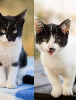 Feta und Tofu aus dem Tierschutz - Grevenbroich