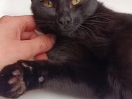Schwarz Katzen Mädchen - Pforzheim