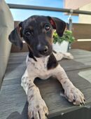 Ein Wirbelwind mit Herz in 72654