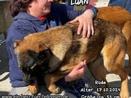 LUAN - kleiner Löwe, großes Herz - Waakirchen