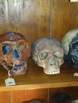 Prähistorische Neandertaler, Steinheim Totenkopf Reproduktion - Köln