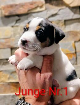 Welpen Jack Russel Terrier - Ostrach
