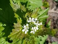 Knoblauchsrauke (Alliaria petiolata) - Horgenzell