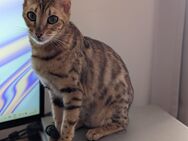 Bengal Katze - Brackenheim