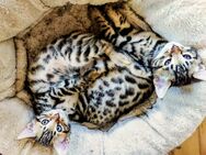 Zuckersüße, reinrassige Bengalen Kitten. Die Zimmer-Leoparden. Ausgezeichneter Stammbaum. - Freital