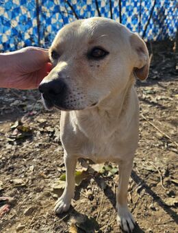 Wer schenkt Rüde Spiky ein Zuhause? - Leonberg (Baden-Württemberg)