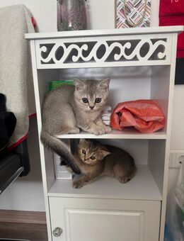 British Kurzhaar Katzen zum abgeben - Sulzbach-Rosenberg