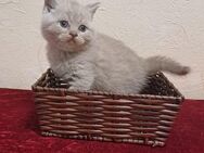 BKH/BLH Kitten mit dem Stammbaum - Dortmund