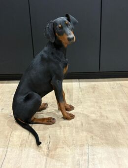 Dobermannhündin - Porta Westfalica