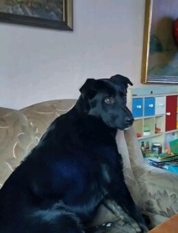 Altdeutscher Schäferhund - Berka (Werra)