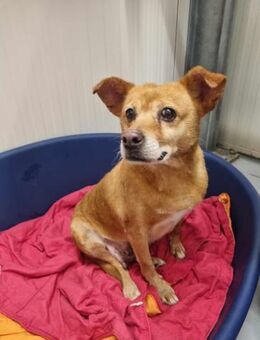 Lustige Pipoca - Eichenzell