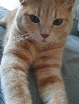 Bkh kater jung orange rot - Worms