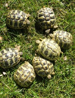Griechische Landschildkröten Nachzuchten 2024 - Taufkirchen (Landkreis München)
