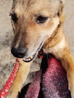 Amy - musste um ihr Leben kämpfen - Dreikirchen