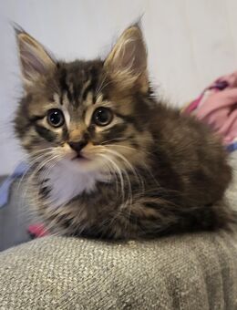 Neva Masquarde Mix Kitten - Katzenelnbogen