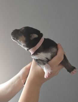 Deutscher Schäferhund/ Siberian Husky Welpen - Tiefenort