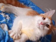 Maine coon kitten - Reinsdorf (Thüringen)
