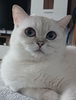Britischkurzhaar Katze 2 Jahre jung sucht ein liebevolles zuhause - Trossingen