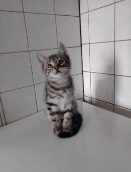 Rassige Katzenbabys - Friesoythe