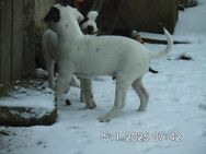 Jack Russell Terrier Welpen, 10 Wochen - Lonnerstadt